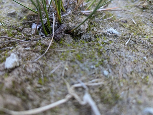 European Toad