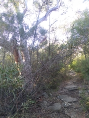 Grevillea longifolia