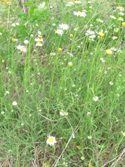 Aphanostephus riddellii