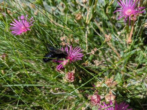 Violet Carpenter Bee