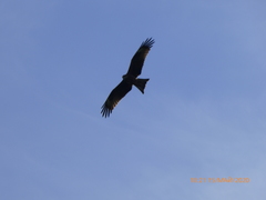 Milvus migrans