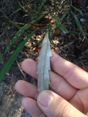 Grevillea longifolia