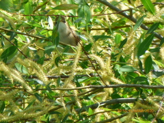 Aves