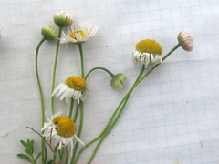 Aphanostephus riddellii