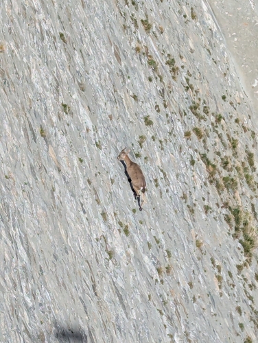 Alpine Ibex
