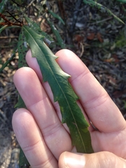 Grevillea longifolia