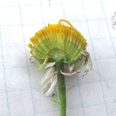 Aphanostephus riddellii