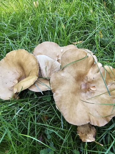 Gyldengrå munkehat