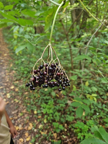 European black elderberry