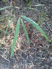 Grevillea longifolia