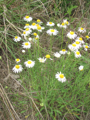 Aphanostephus riddellii