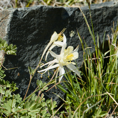 Aquilegia pubescens