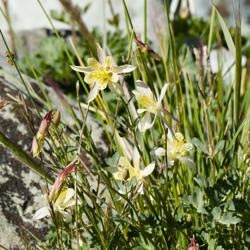 Aquilegia pubescens, photograph 1