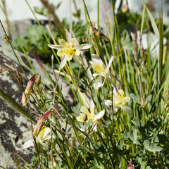 Aquilegia pubescens, photograph (c) Edward Ricemeyer, some rights reserved (CC BY)