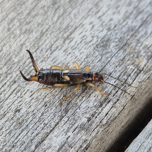 European Earwig