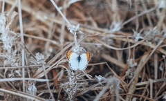 Colotis antevippe antevippe