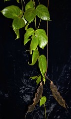 Mucuna mitis