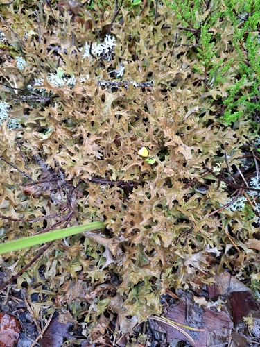 Iceland Lichen