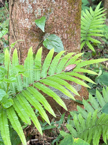 Pseudophoraspis nebulosa