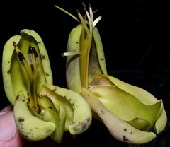 Mucuna mitis