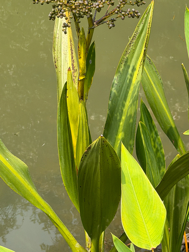 Hanguana malayana observed 2026-09-05