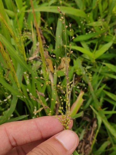 Isachne globosa observed 2026-09-05