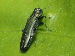Agrilus laticornis
