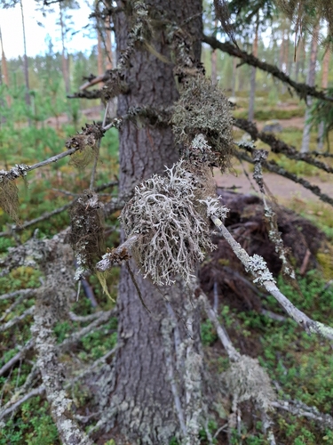 tree moss