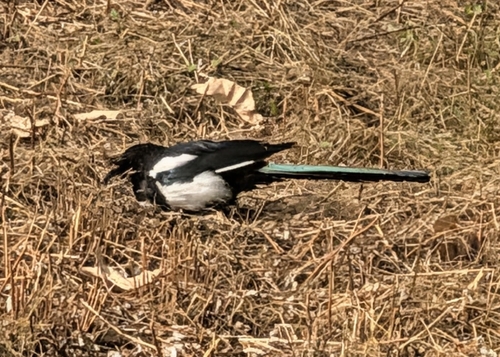 Eurasian Magpie