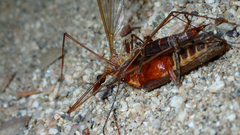 Pacificanthia consors