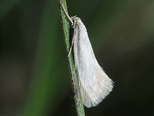 Elachista argentella Clerck, 1759