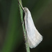 Swan-feather Dwarf - Photo (c) Felix Riegel, some rights reserved (CC BY-NC), uploaded by Felix Riegel