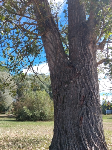 Black Poplar