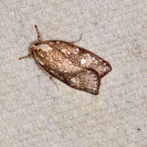 Euchaetis metallota