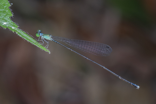 Amphicnemis observed 2026-09-05
