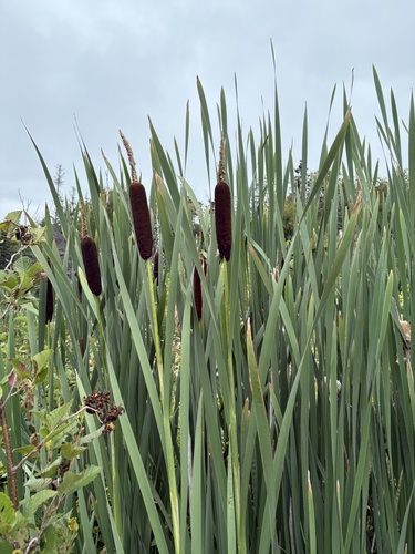 broadleaf cattail
