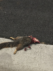 Sciurus niger