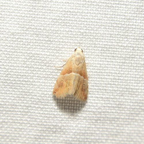 Small Marbled