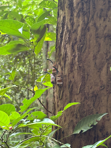 Dark-horned Lanternfly