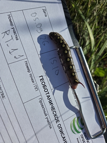Bedstraw Hawkmoth