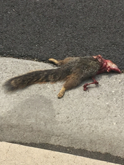 Sciurus niger