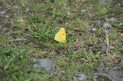 Clouded Yellow