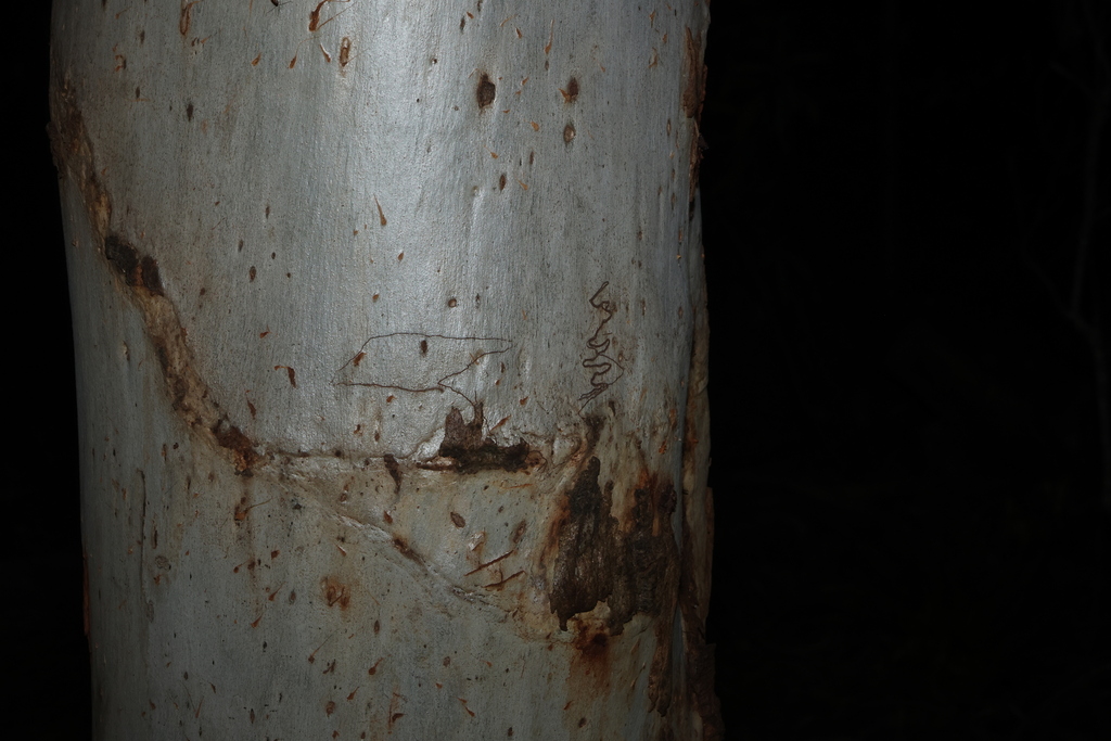 Eucalyptus racemosa; photograph (c) Greg Tasney, some rights reserved (CC BY-SA)