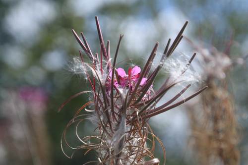 fireweed