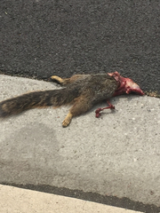 Sciurus niger