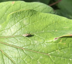 Diptera