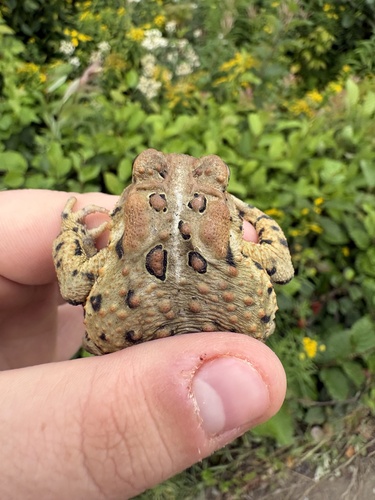 American Toad