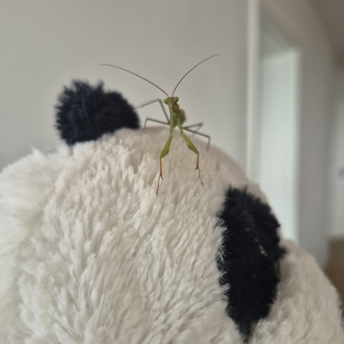 European Mantis