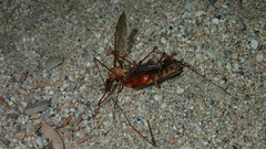 Pacificanthia consors