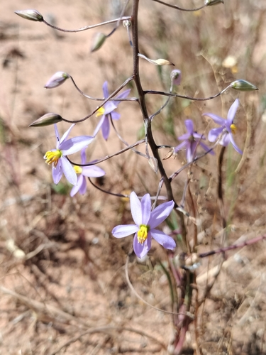 Cyanella hyacinthoides, photograph 3